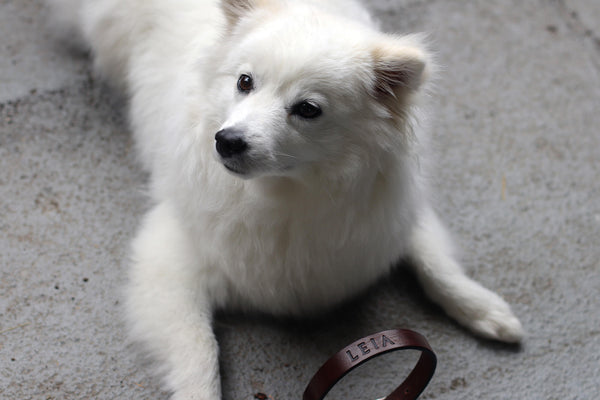 WHITE DOG CUSTOM LEATHER COLLAR