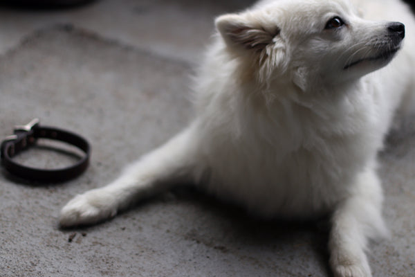 American eskimo puppy leather collar