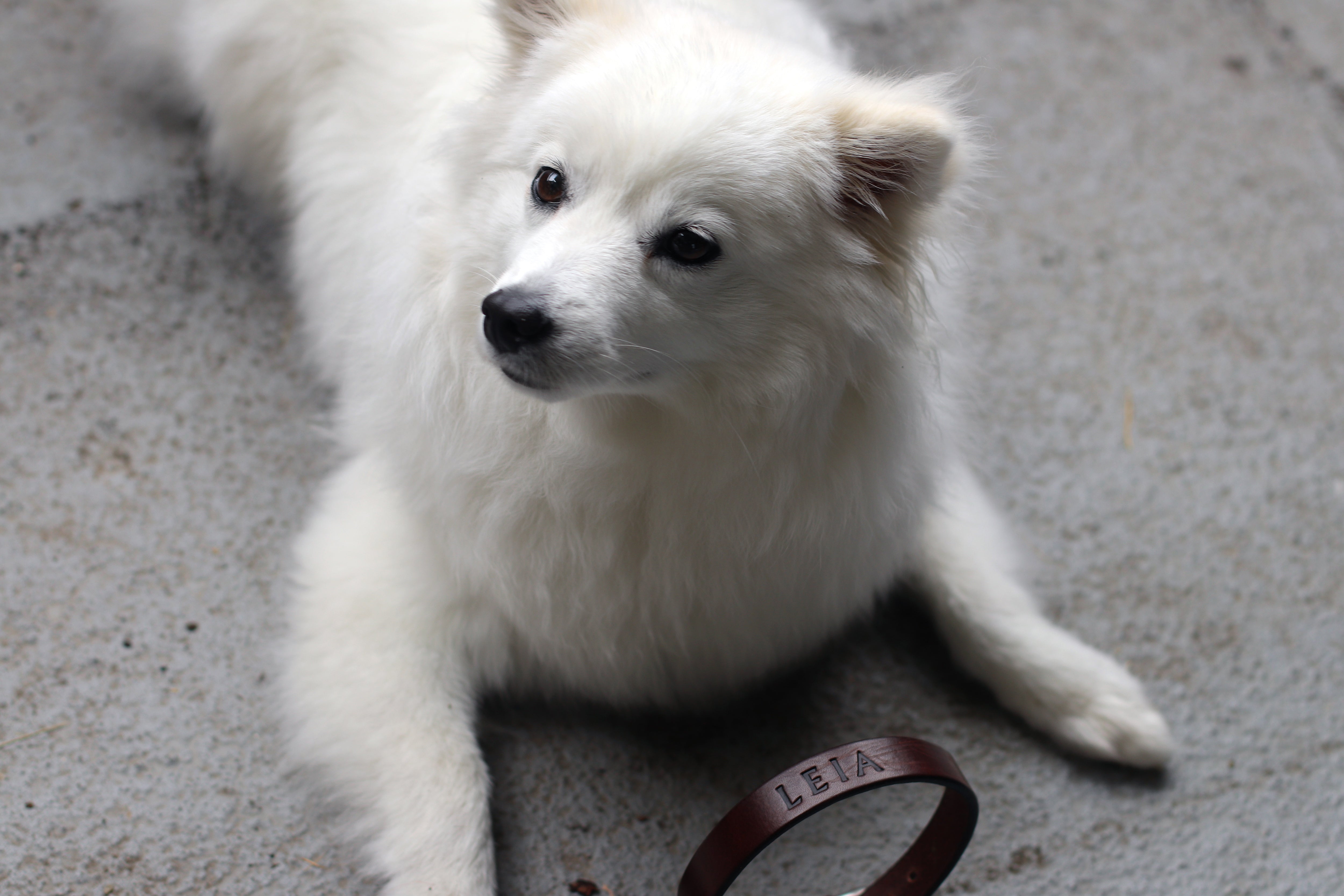 white dog custom leather collar